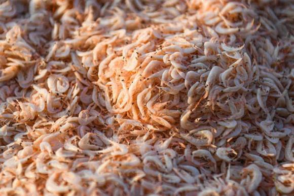 hải sản việt nam, tép biển, tác dụng của tép biển