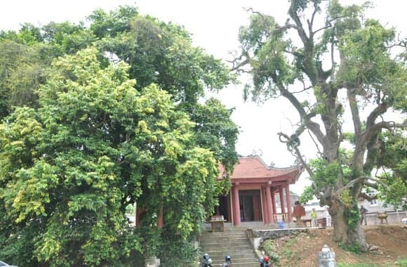 Cây cổ thụ, cây táu nghìn năm