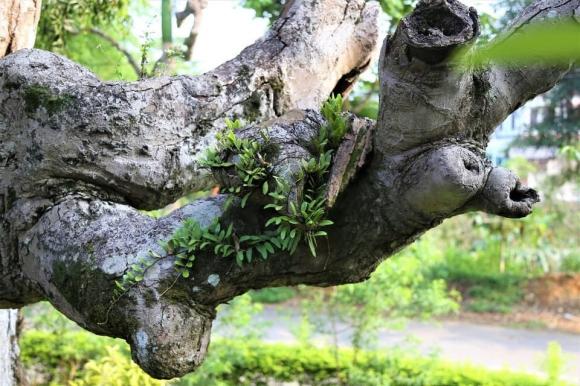 Cây cổ thụ, cây táu nghìn năm