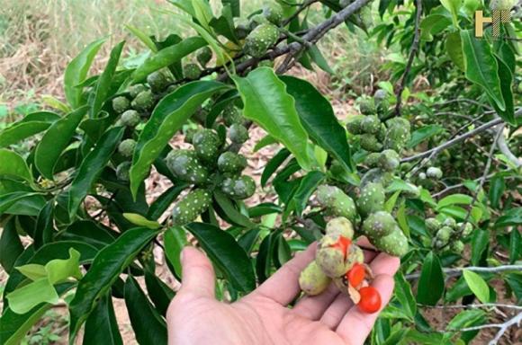 Cây gia vị, cây dổi xanh