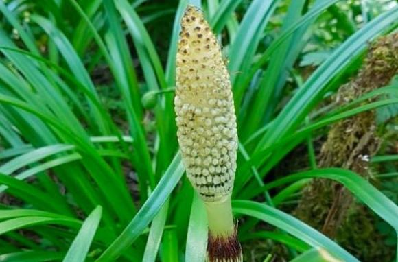 Cỏ tháp bút, công dụng của cỏ tháp bút 