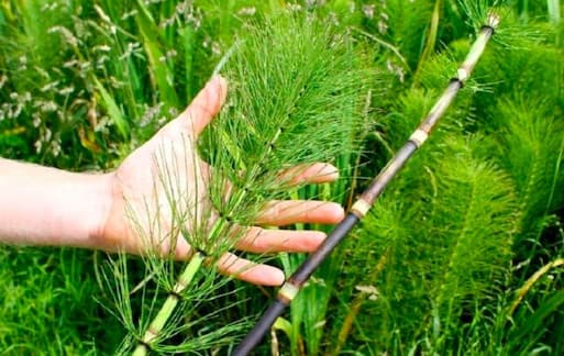 Cỏ tháp bút, công dụng của cỏ tháp bút 