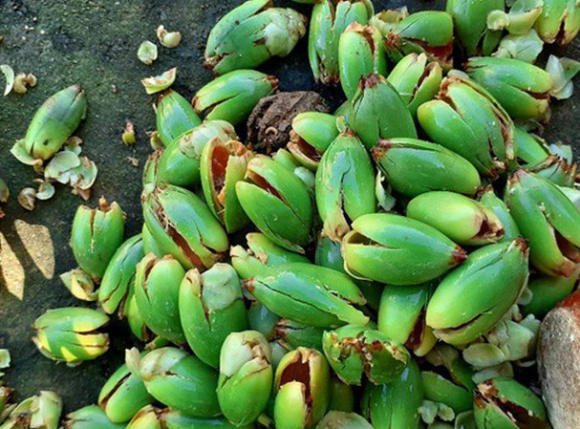 Quả cau cảnh, công dụng của quả cau cảnh