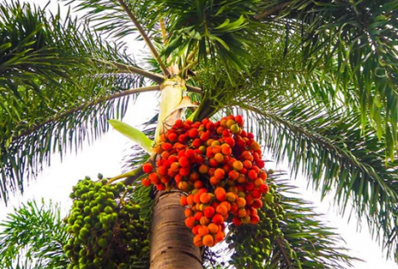 Quả cau cảnh, công dụng của quả cau cảnh