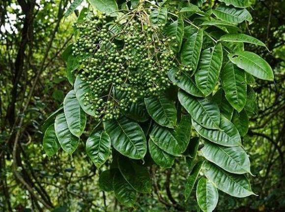 lá mắc khén, công dụng của lá mắc khén