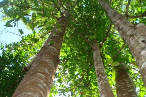 Cây bầu gió, trầm hương