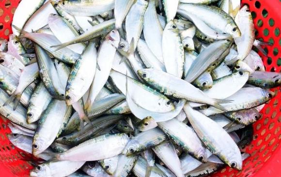 Cá trích, tác dụng của cá trích