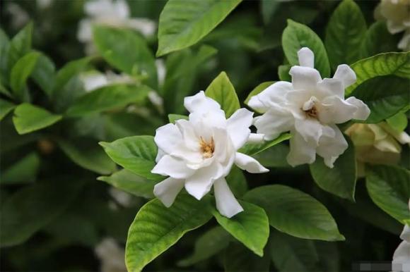 cây cảnh, hoa dành dành