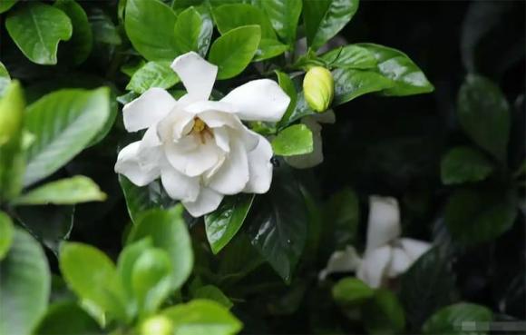 cây cảnh, hoa dành dành