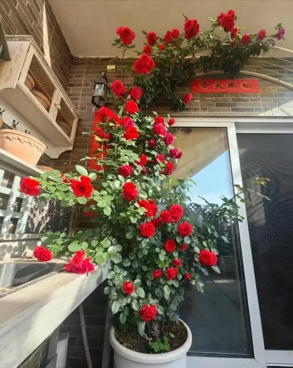 trồng cây cảnh