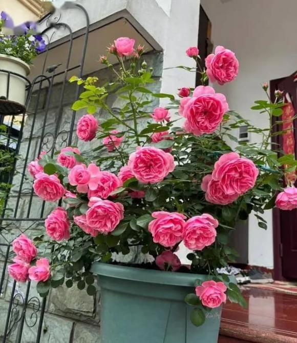 trồng cây cảnh