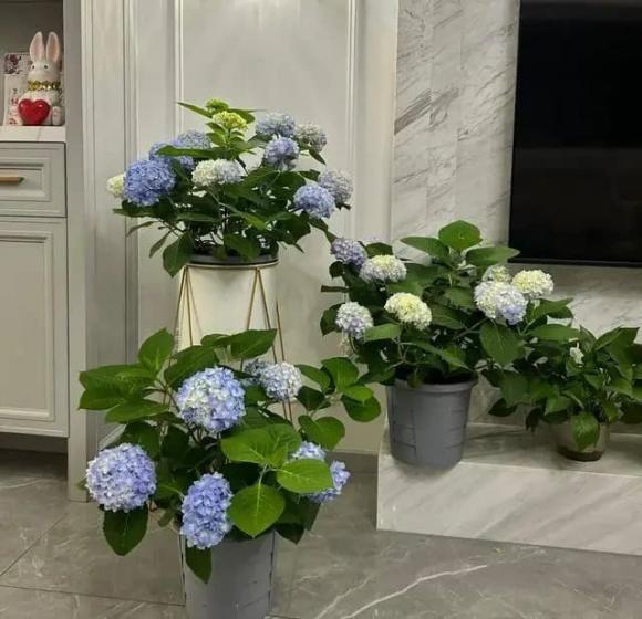 trồng cây cảnh