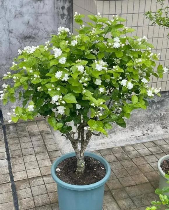 trồng cây cảnh
