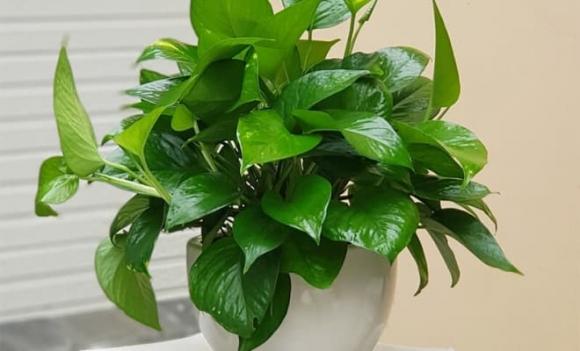  cây phong thủy, cây hút tài lộc, cây giữ của, Nhật Bản