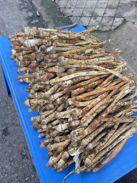 nấm mối, lộc trời, kiến thức