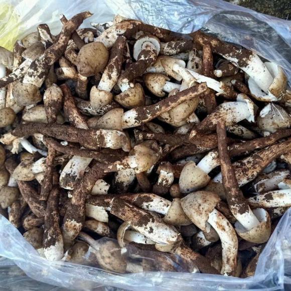 nấm mối, lộc trời, kiến thức
