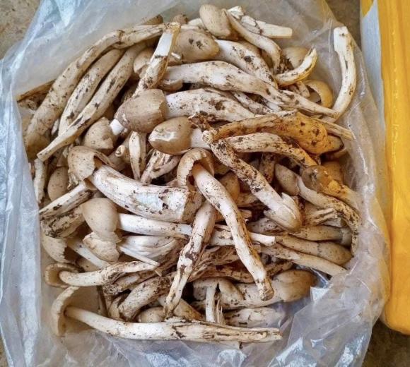 nấm mối, lộc trời, kiến thức