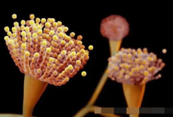 nấm độc, Aspergillus fumigatus, lây bệnh