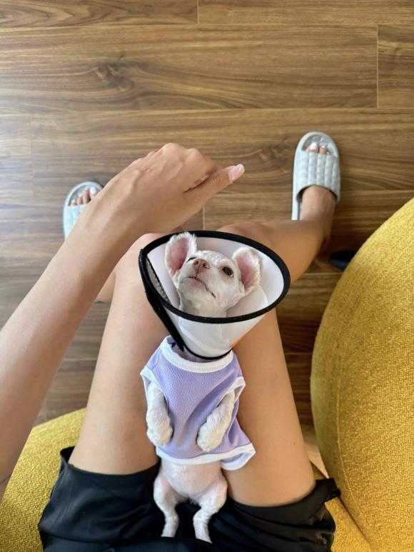 Sao Việt 25/6, tin sao việt mới nhất