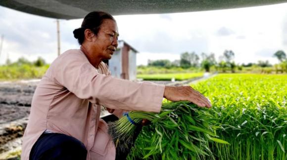 đất vườn, đất vườn lên đất thổ cư, kiến thức