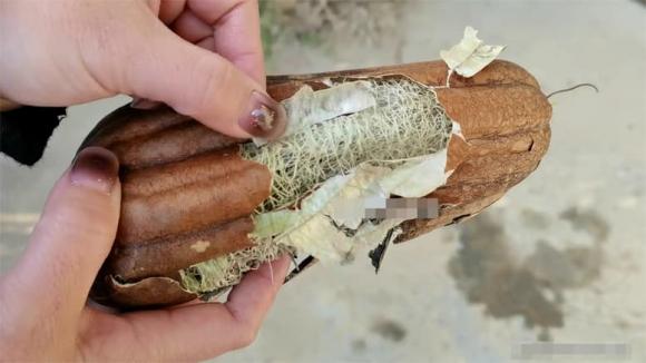xơ mướp