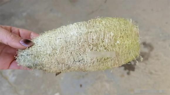 xơ mướp