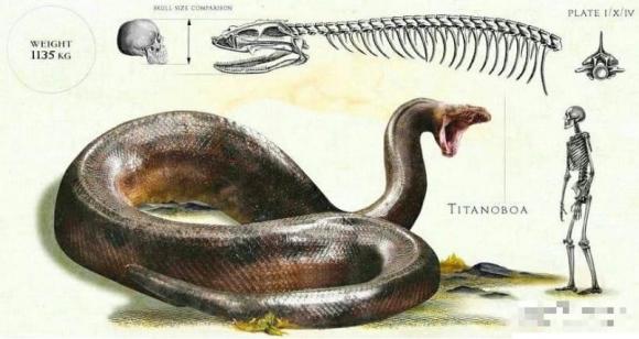 rắn khổng lồ, loài rắn lớn nhất trong lịch sử xuất hiện, thời cổ đại