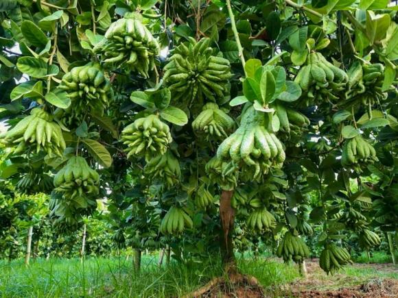 cây phong thủy, người giàu thích trồng cây, cây tài lộc