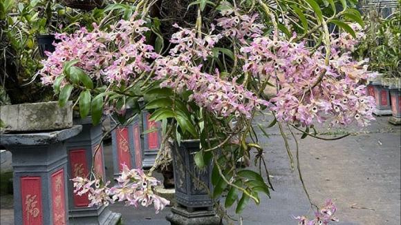 cây phong thủy, người giàu thích trồng cây, cây tài lộc