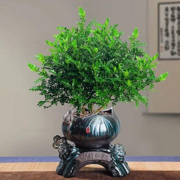 cây phong thủy, người giàu thích trồng cây, cây tài lộc