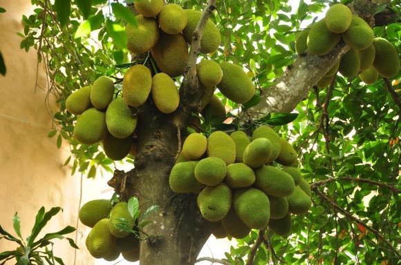 cây giữ lộc, phong thủy gia đình, phong thủy