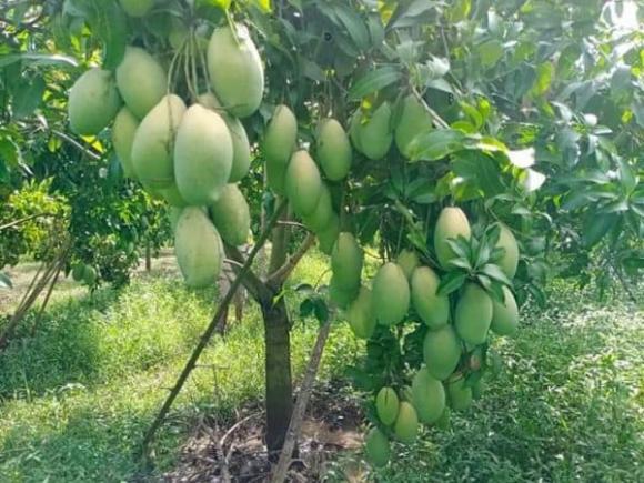 cây giữ lộc, phong thủy gia đình, phong thủy