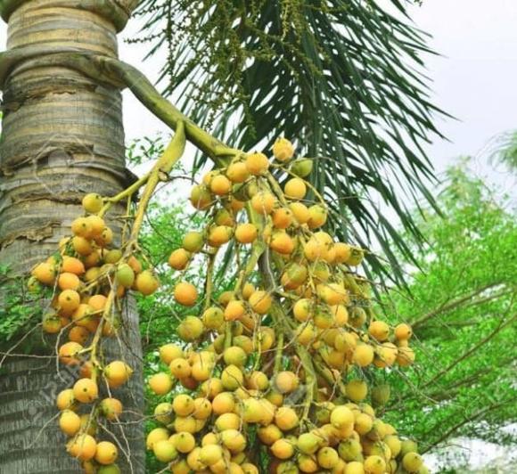 cây giữ lộc, phong thủy gia đình, phong thủy