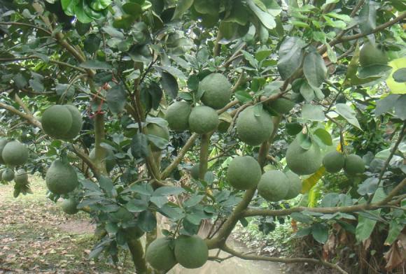 cây giữ lộc, phong thủy gia đình, phong thủy