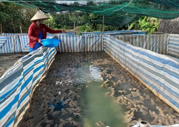 nông dân Kiên Giang, nuôi ếch ở Kiên Giang, mô hình đổi mới ở Kiên Giang