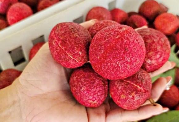 vải thiều, vải siêu đắt đỏ, vải Thanh Hóa, vải ngọc
