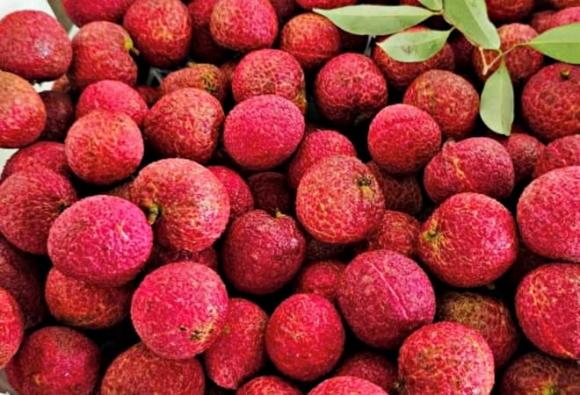 vải thiều, vải siêu đắt đỏ, vải Thanh Hóa, vải ngọc