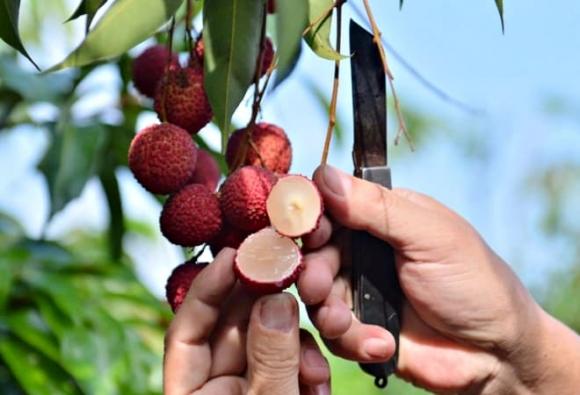 vải thiều, vải siêu đắt đỏ, vải Thanh Hóa, vải ngọc
