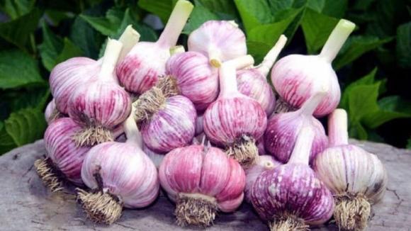 ăn tỏi giúp giảm nguy cơ tử vong ung thư dạ dày, công dụng của tỏi
