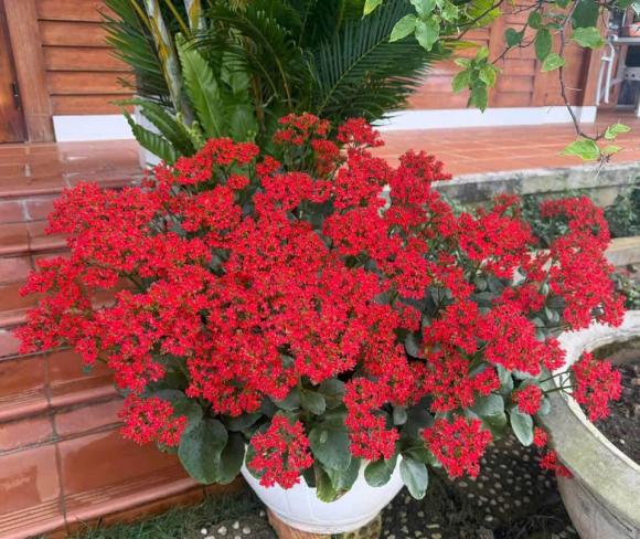 sống đời, vị trí đặt cây sống đời, kiến thức