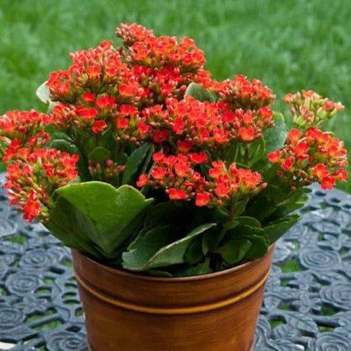 sống đời, vị trí đặt cây sống đời, kiến thức