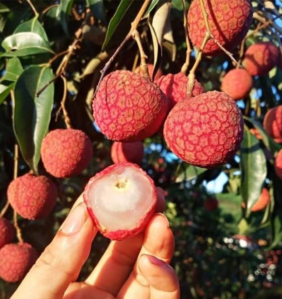 BHA mùa hè, khúc bạch vải, quả mùa hè, quả đắt đỏ