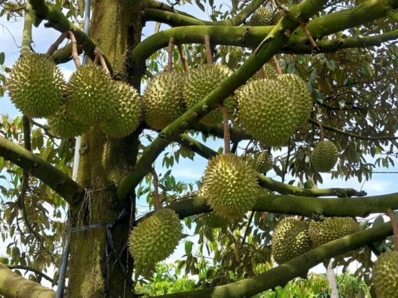 sầu riêng, cà phê, nông dân