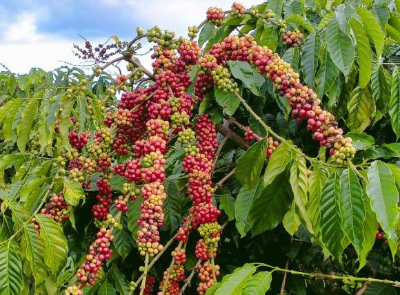 sầu riêng, cà phê, nông dân