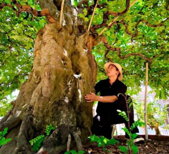cây bonsai, cây khế bonsai, cây cảnh