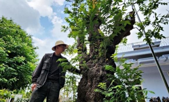 cây bonsai, cây khế bonsai, cây cảnh