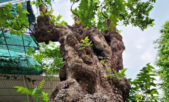 cây bonsai, cây khế bonsai, cây cảnh