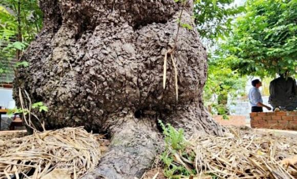 cây bonsai, cây khế bonsai, cây cảnh