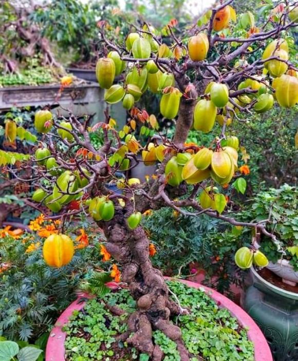 cây bonsai, cây khế bonsai, cây cảnh