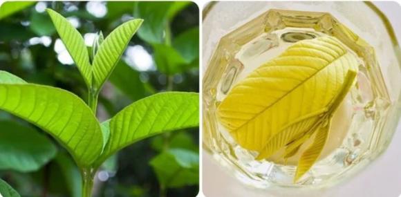 tiểu đường, lá ổi khô, kiến thức